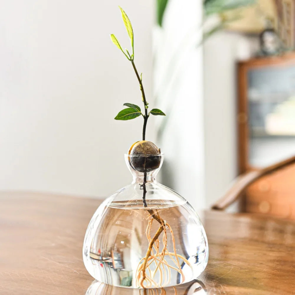 DecorBites™ Avocado Seed Starter Hydroponic Vase