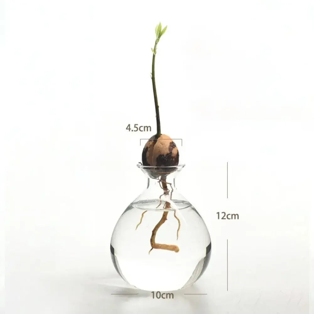 DecorBites™ Avocado Seed Starter Hydroponic Vase